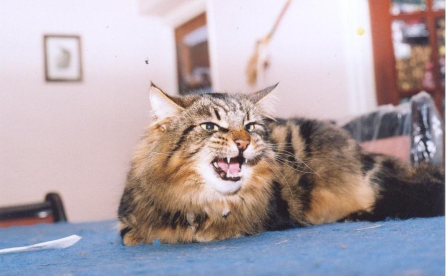 Tinks2.jpg