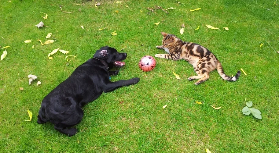 dogandcat.webp