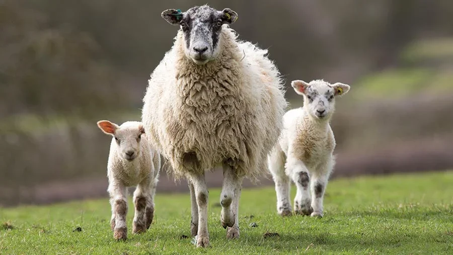 1-MAIN-sheep-and-lambs-142015-22608-c-Tim-Scrivener.webp