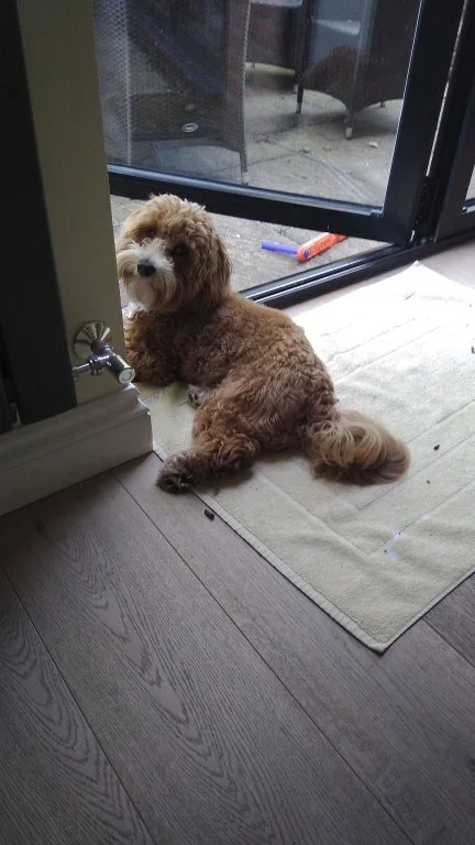 IMG-20190825-WA0013.webp