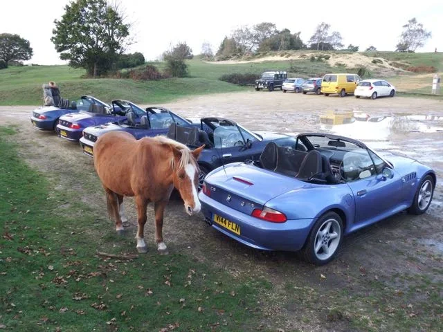 Dave the pony.webp