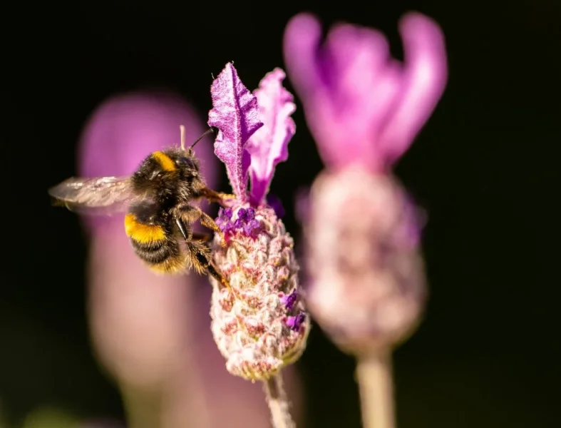 Bees on lavendar 2021-1.webp
