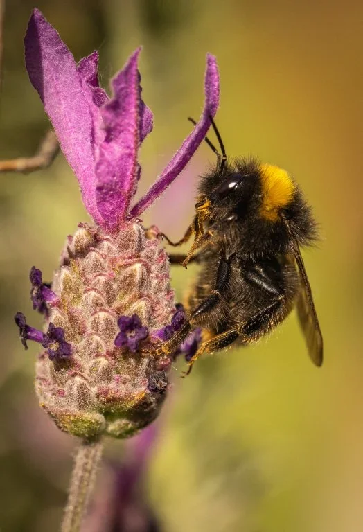 Bees on lavendar 2021-2.webp