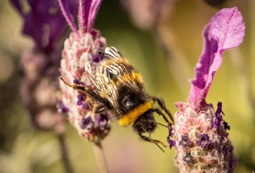 Bees on lavendar 2021-3.webp