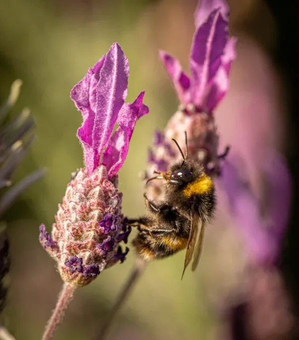 Bees on lavendar 2021-4.webp