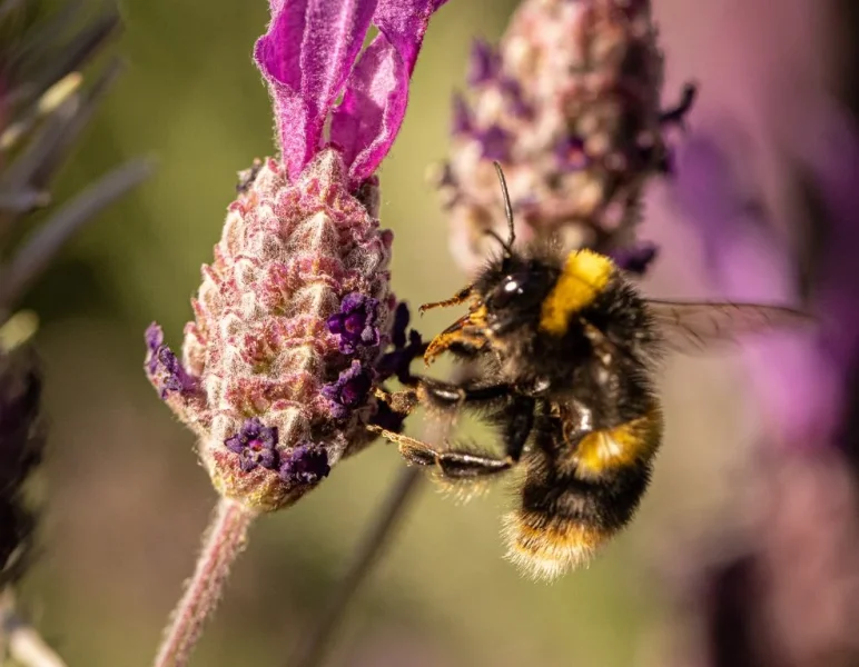 Bees on lavendar 2021-5.webp