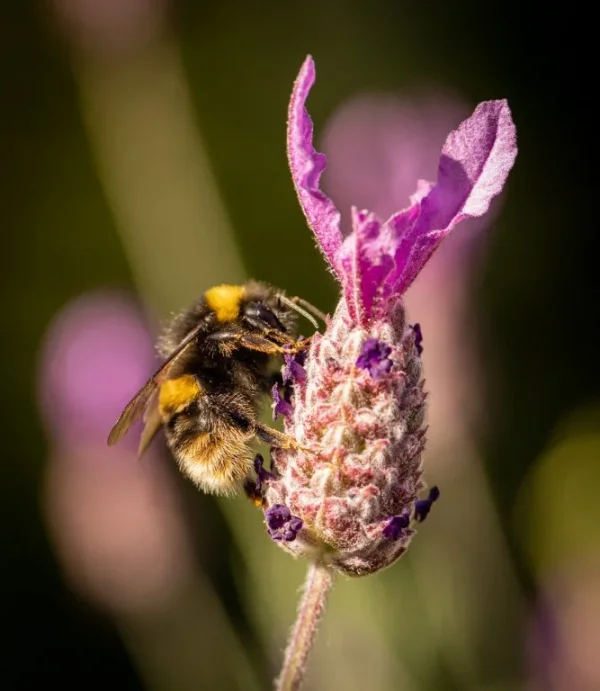 Bees on lavendar 2021-6.webp