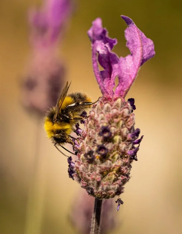 Bees on lavendar 2021-7.webp