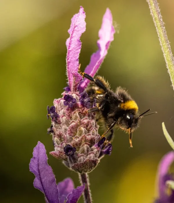 Bees on lavendar 2021-8.webp
