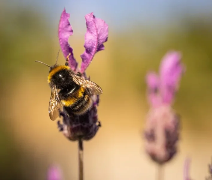 Bees on lavendar 2021-9.webp