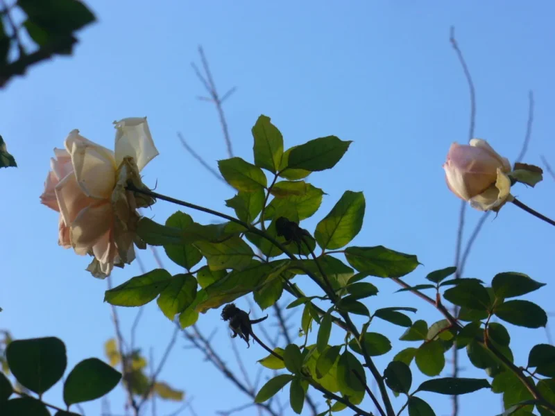 P1350016.webp