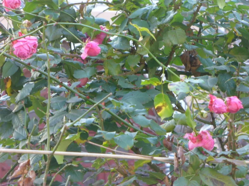 P1350014.webp