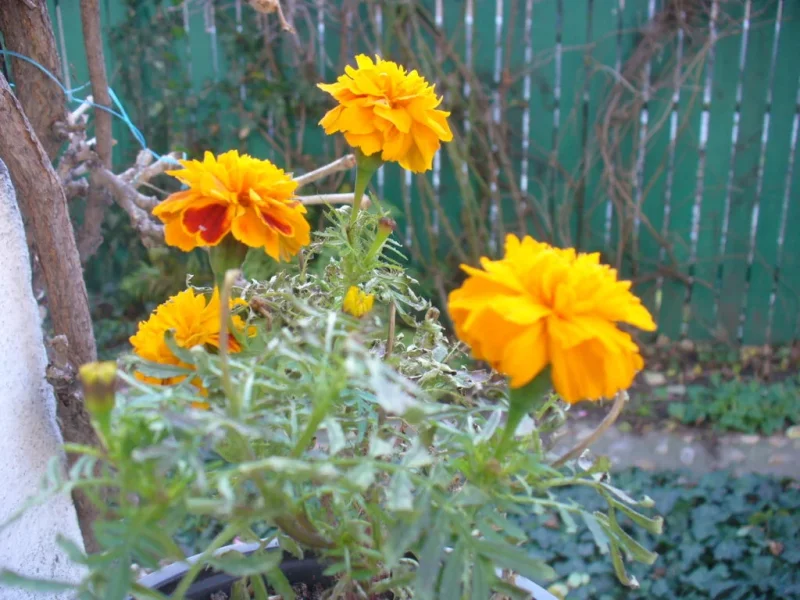 P1350013.webp