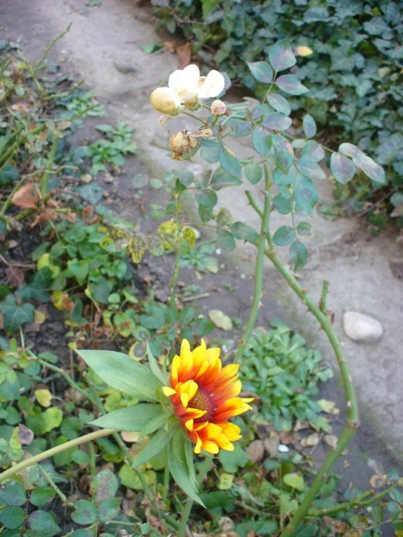 P1350010.webp