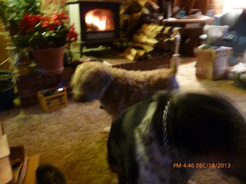 P1000232.webp