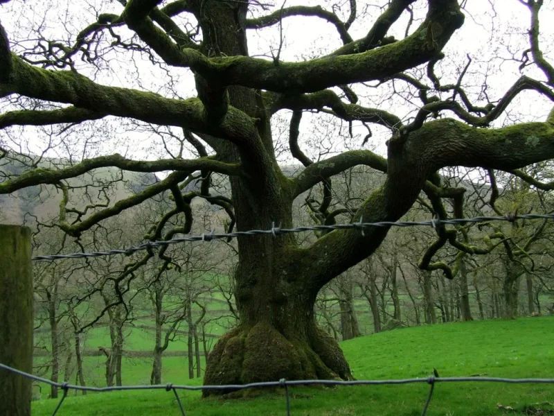 DSCF2438.webp