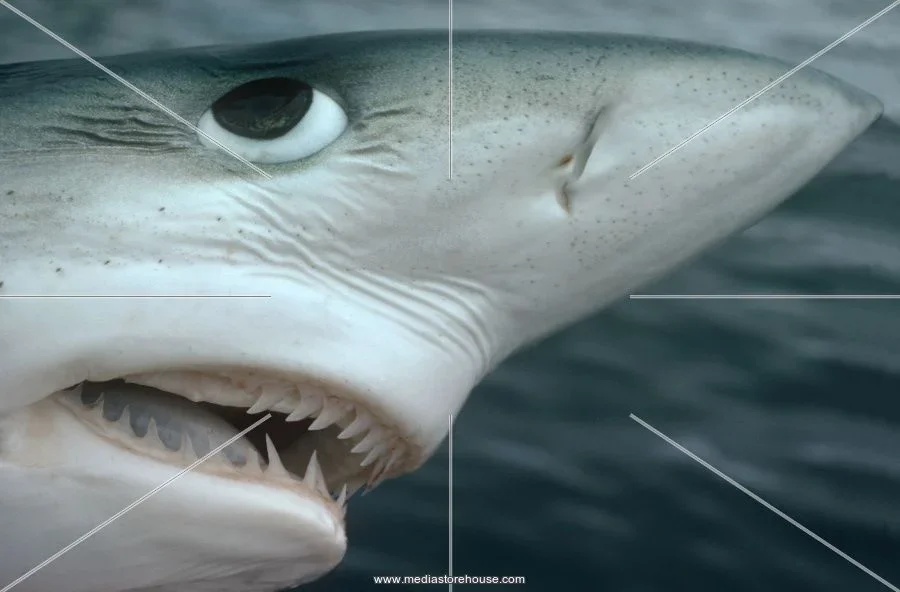 blue shark.webp