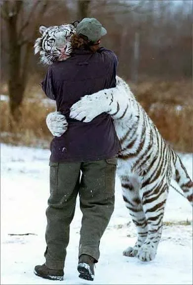 white-tiger-hugs-a-man.webp