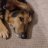 Ralfurian