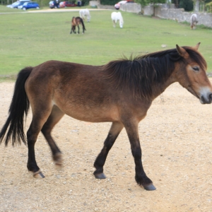 New Forest Cruise - 10 May 2015