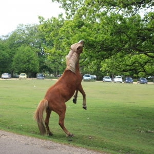 New Forest Cruise - 10 May 2015