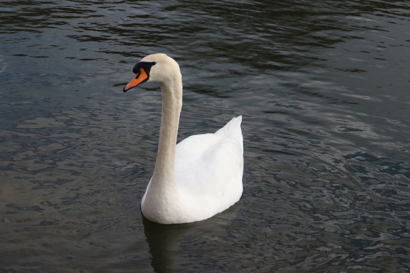 Rutland Water Meet - 20 March 2016