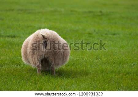sheep-on-green-field-turned-450w-1200931039.jpg