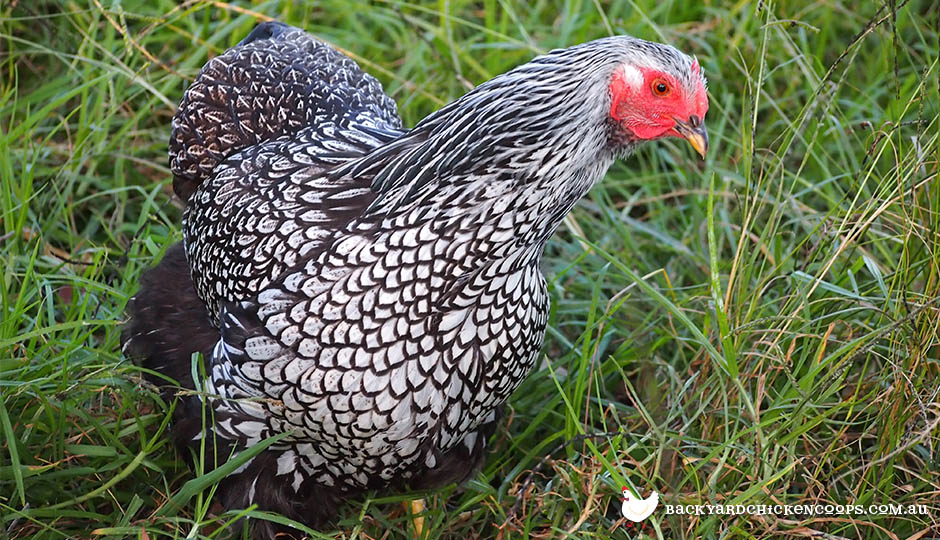 wyandotte-chicken-breed.jpg